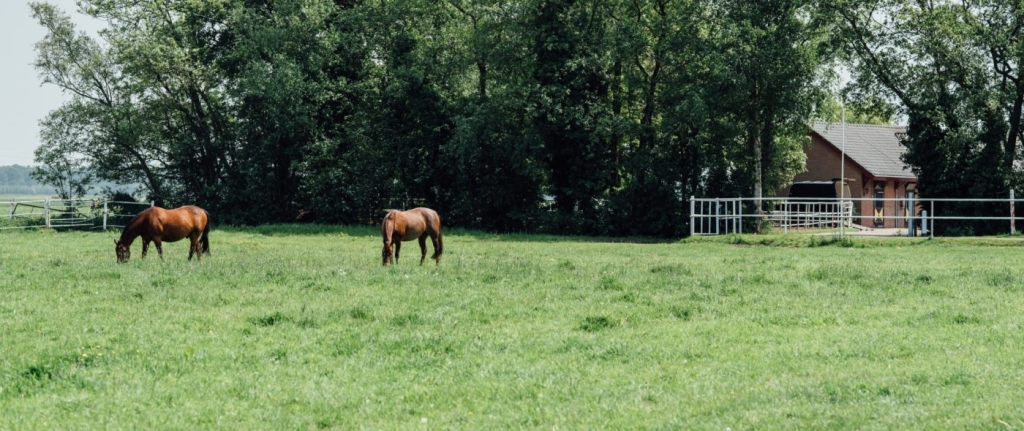 voedingsadvies 