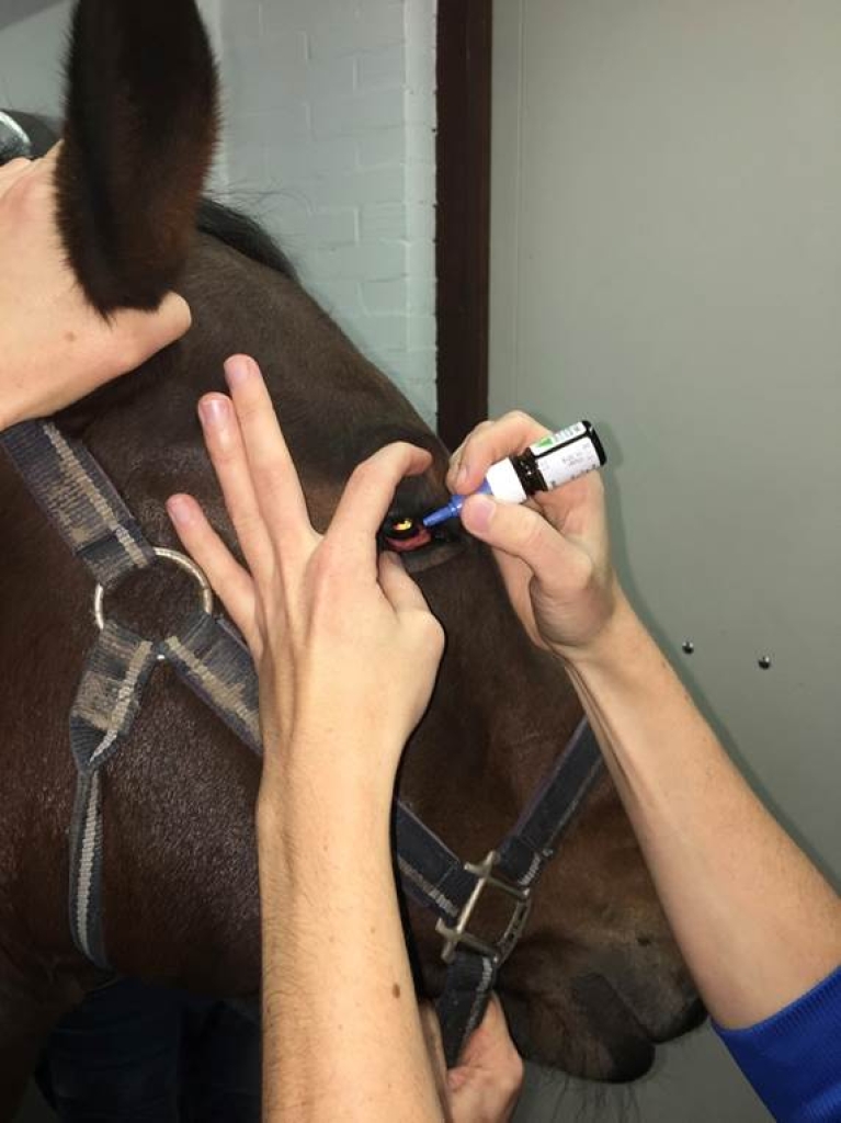 Het druppelen van een oog