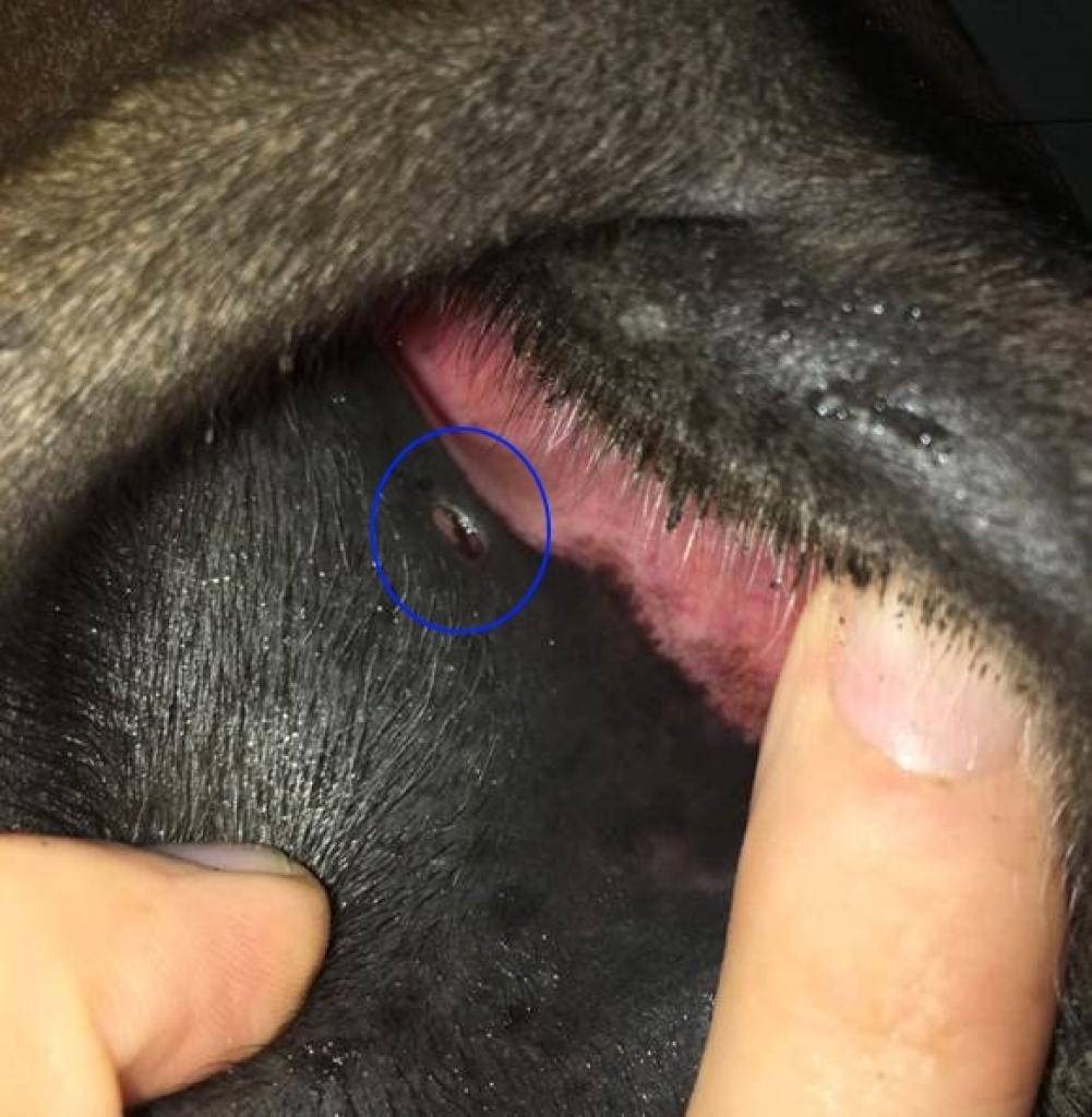 De uitmonding van de traanbuis in de neus