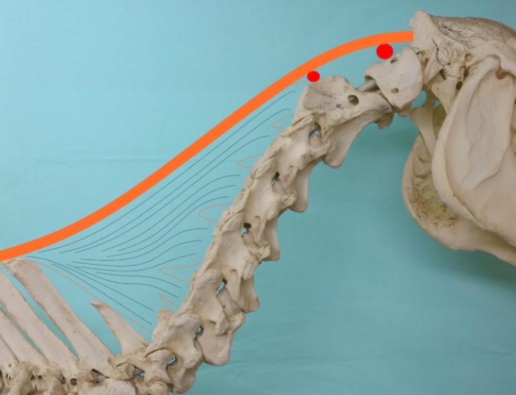 Anatomie van de hals en de nekband