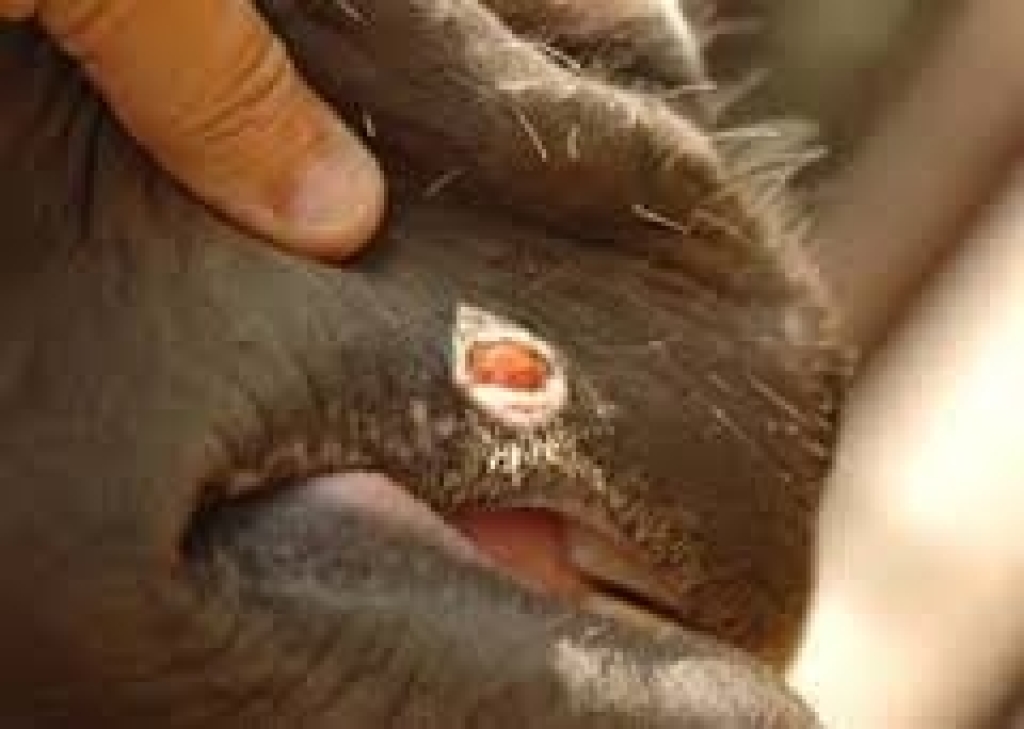 Habronemiasis op de bovenlip