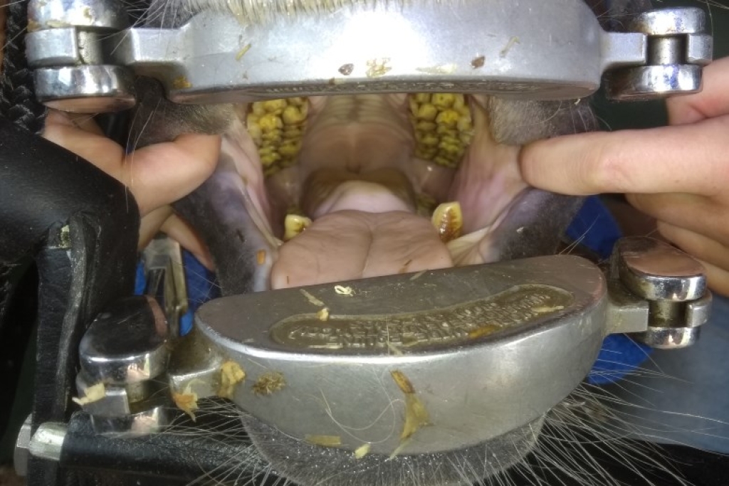 Haken op de voorste kiezen onder.