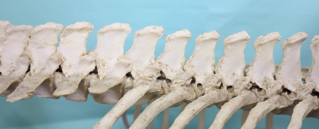 Overgang van de borstwervels naar de lendenen