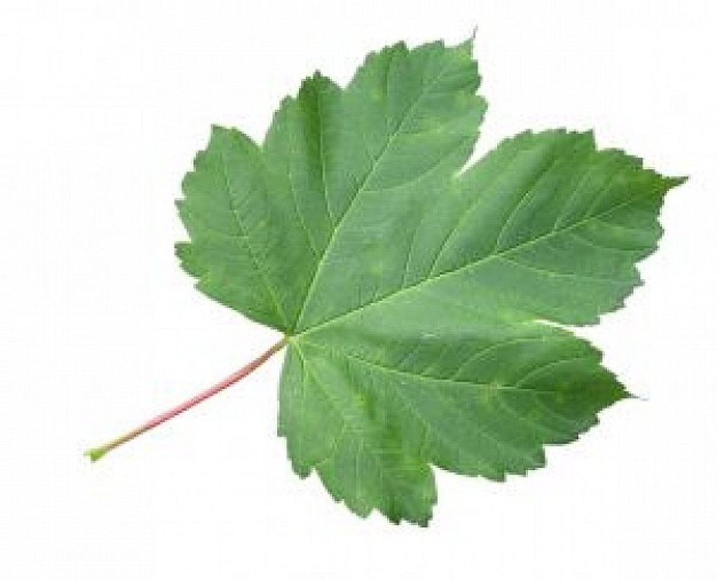 Esdoorn blad