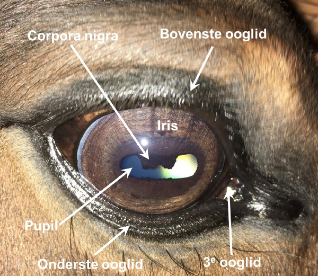Een foto van een normaal paardenoog