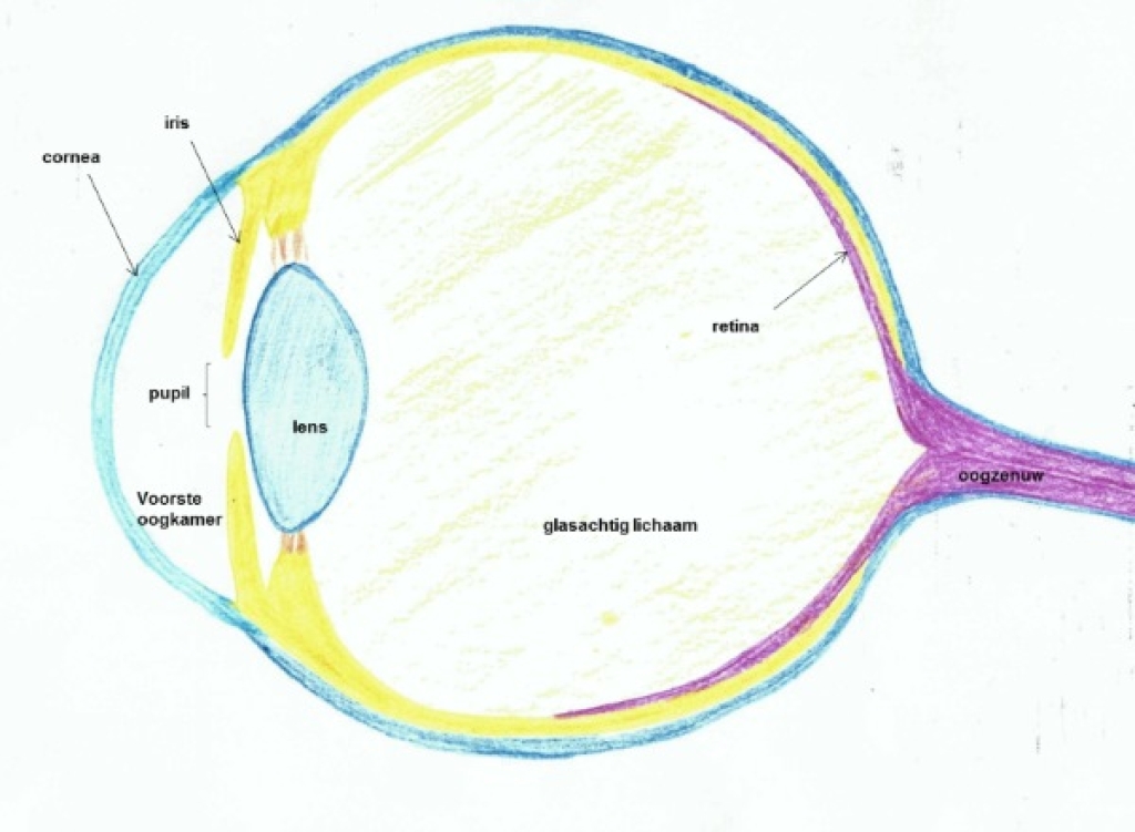 Een doorsnede van de anatomie van het oog