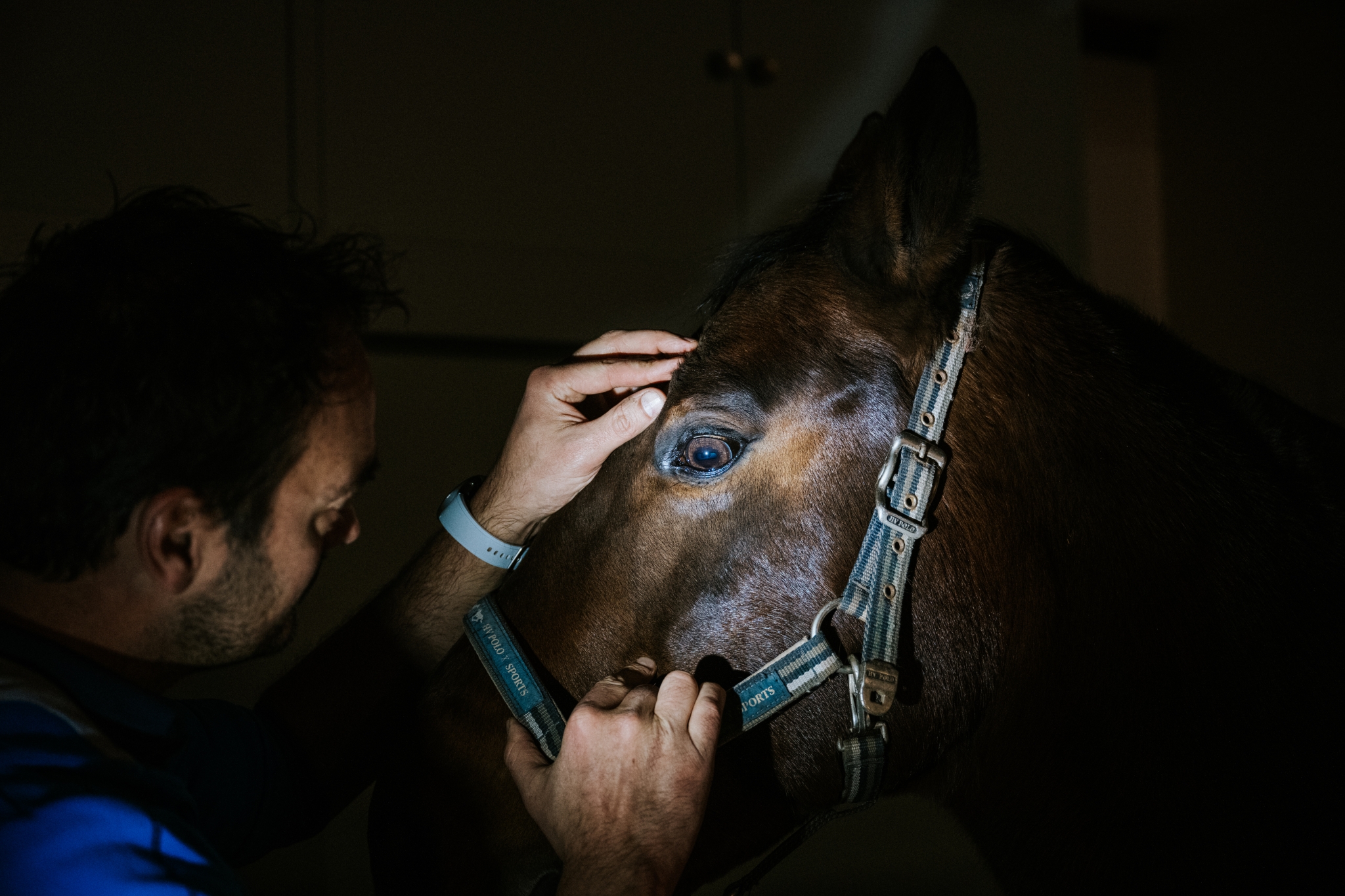 Gespecialiseerd in kreupelheid en bewegingsklachten