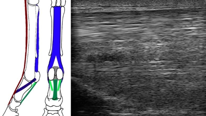 Tussenpees blessures | Nieuwe publicatie paardenarts