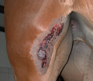 kleur Betrokken schoolbord Wonden en wondgenezing bij paarden | Paardenkliniek de Raaphorst