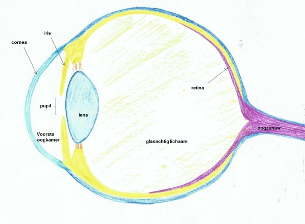 Anatomie van het oog
