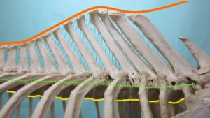 Anatomie van de ligamenten van de rug